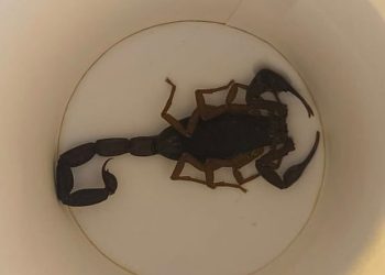 Holidaymakers urged to check their hotel rooms after woman gets stung by SCORPION