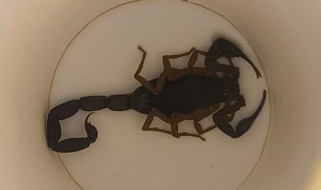 Holidaymakers urged to check their hotel rooms after woman gets stung by SCORPION