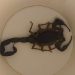 Holidaymakers urged to check their hotel rooms after woman gets stung by SCORPION