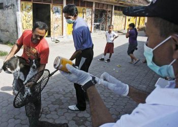 Bali rounds up strays after single rabid dog bites 15 tourists