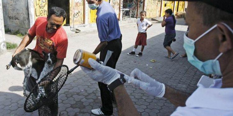 Bali rounds up strays after single rabid dog bites 15 tourists