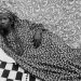 In “Seydou Keïta: A Tactile Lens,” a Legendary African Photographer Gets His Biggest Showcase Yet