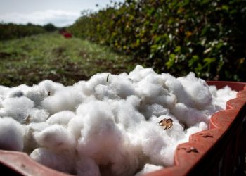 Inside Armani’s Bid to Grow Cotton in Italy