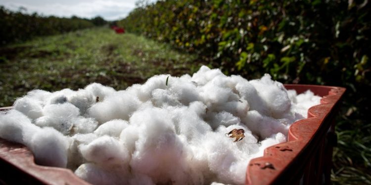 Inside Armani’s Bid to Grow Cotton in Italy