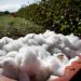 Inside Armani’s Bid to Grow Cotton in Italy