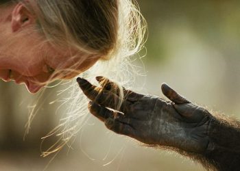 Vital Impacts Launches Annual Print Initiative Featuring Jane Goodall’s Signed Prints